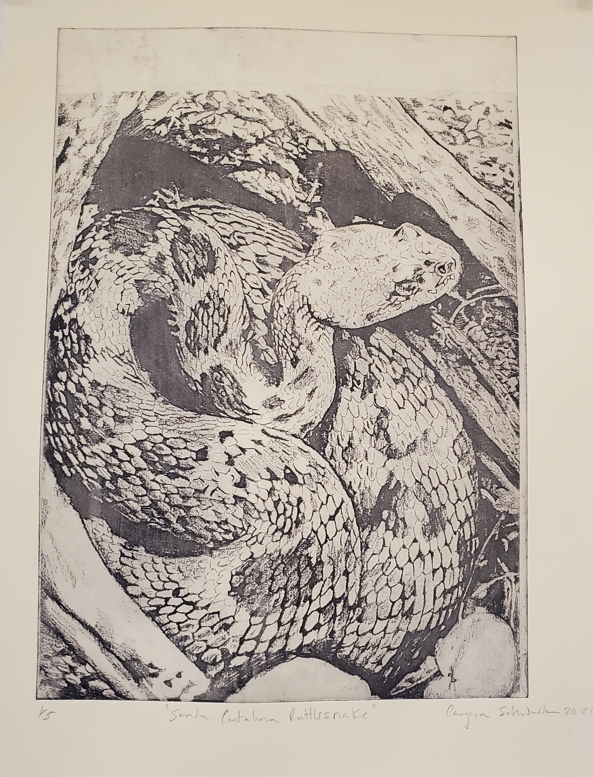 [Image Caption: A Santa Catalina rattlesnake is coiled snuggly against an old log, and between some well-rounded rocks. Its head is raised alert for possible prey. Apparent in this picture is its blotching patterns down its back.End Caption.]