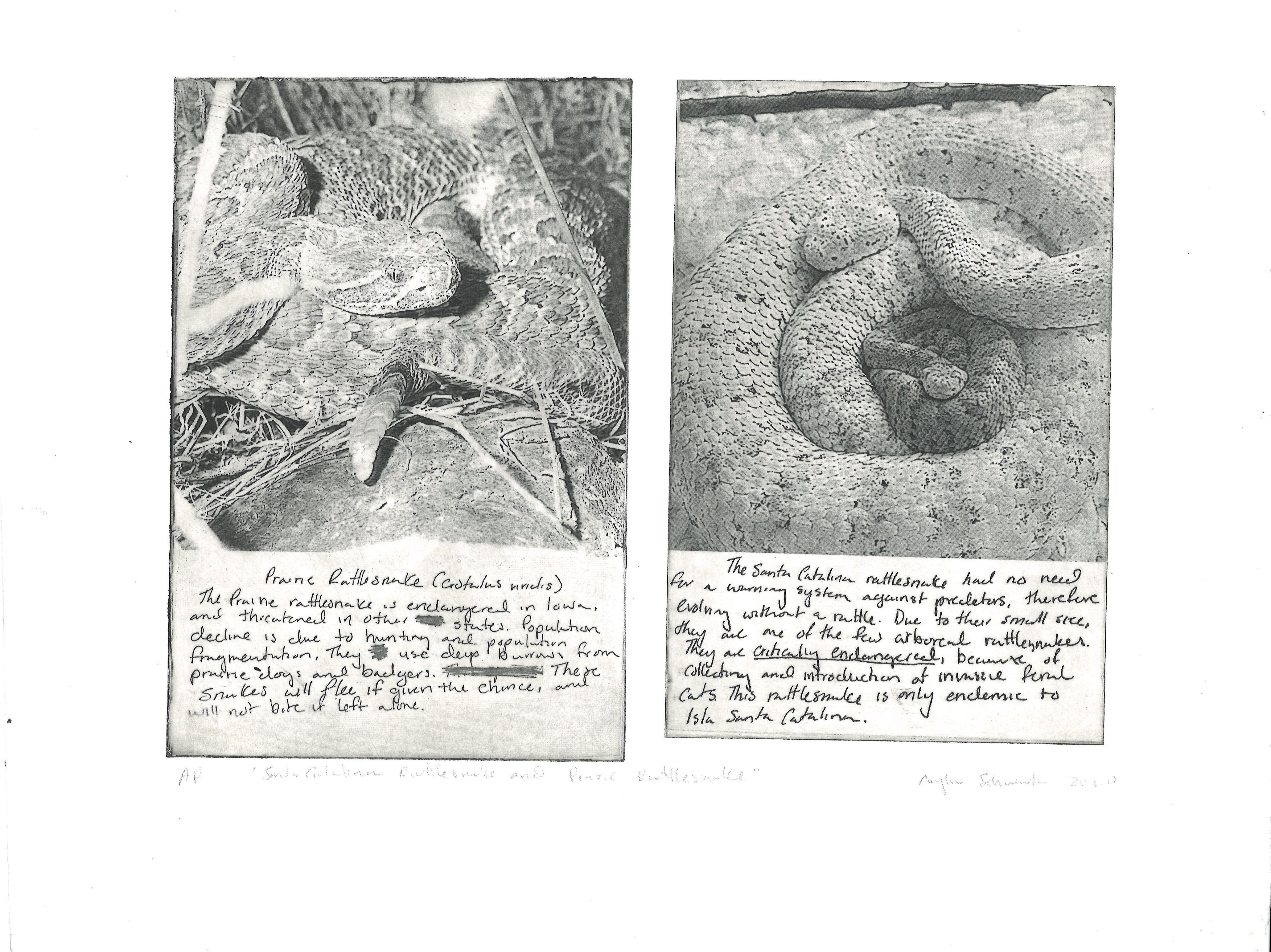 [Image Caption:rattlesnake is coiled in the underbrush, seemingly at rest, though wary. The text below the print of the prairie rattlesnake reads: “The prairie rattlesnake is endangered in Iowa, and threatened in other states. Population decline is due to hunting and population fragmentation. They use deep burrows from prairie dogs and badgers. These snakes will flee if given the chance, and will note bite if left alone.” In the second picture a Santa Catalina rattlesnake of grayish brown with large white-bordered blotches along a short dark, banded tail, is serenely coiled. It also, unlike other rattlesnakes, does not have a rattle. The text below the print of the Santa catalina rattlesnake reads: “The Santa Catalina rattlesnake has no early warning system against predators, they have evolved without a rattle. Due to their small size, they are one of the few arboreal rattlesnakes. They are critically endangered, because of collecting and introduction of inverse feral cats. This rattlesnake is only endemic to Ilsa Santa Catalina.”.End Caption.]